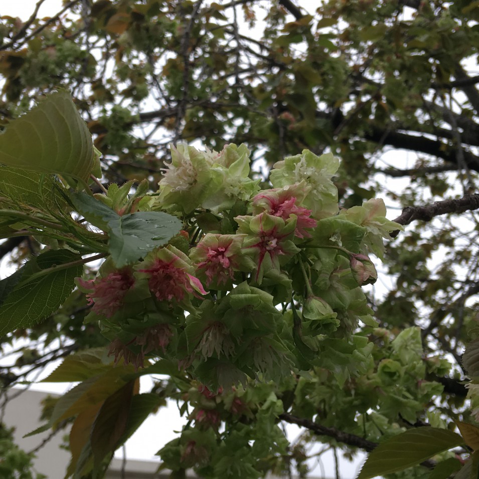 緑色の花が咲く 御衣黄