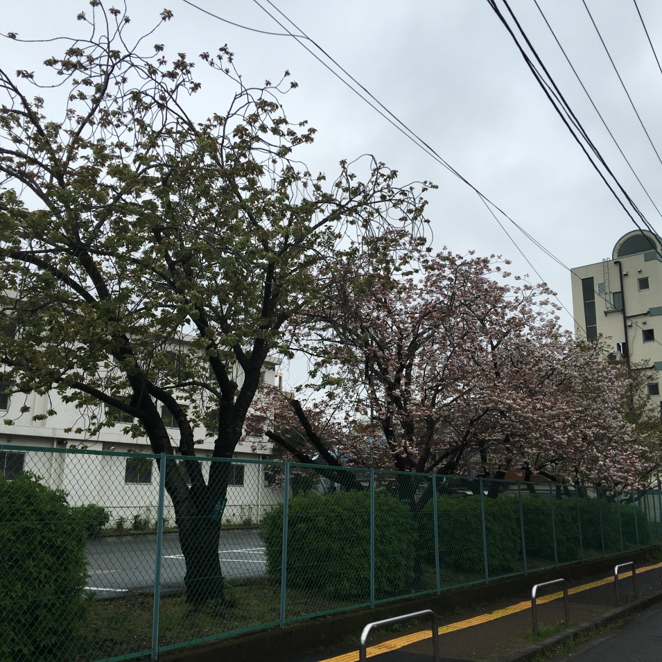 弘明寺留学生会館の さくら並木