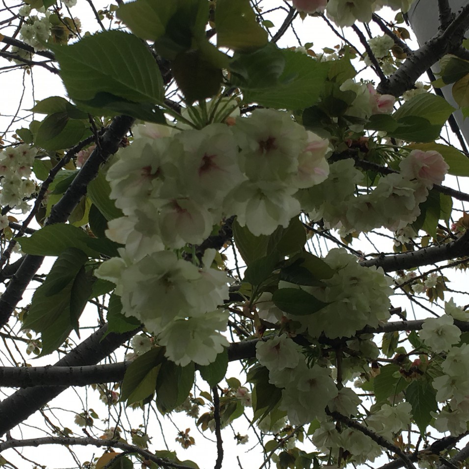 淡い緑の花が咲く 鬱金桜